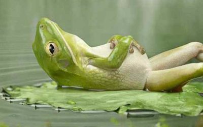 Going With The Flow: Transition As A Way Of Life